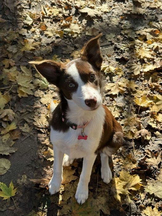 Бордер Коли / Boarder Collie