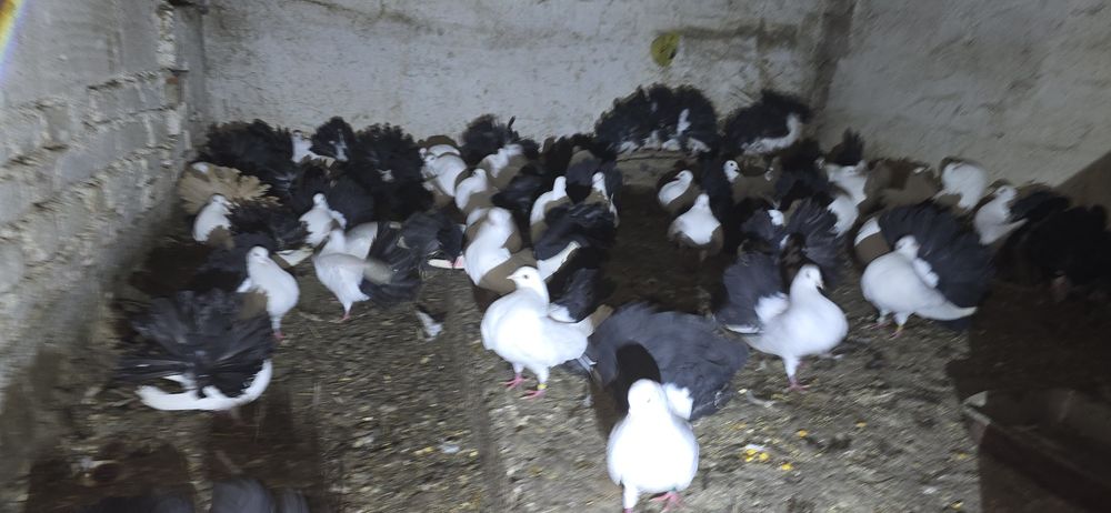 Porumbei diferite rase