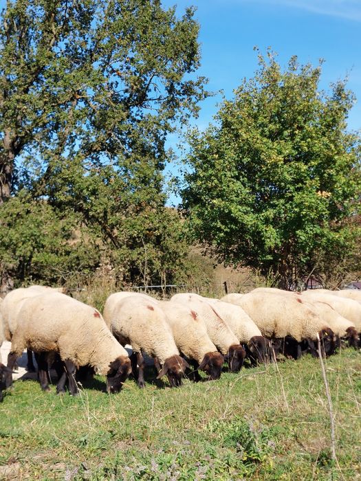 Oi metis Suffolk rasa carne