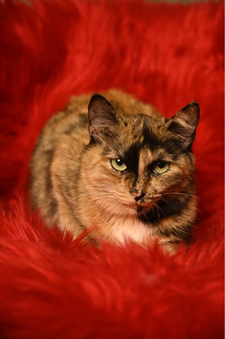 Кошка Тиффани ищет семью. Стерилизована