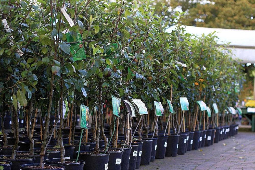 Продам саженцы яблони и абрикосы береза катальпа рябина каштан тополь