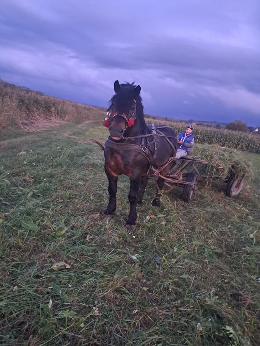De vânzare armăsar de 6 ani