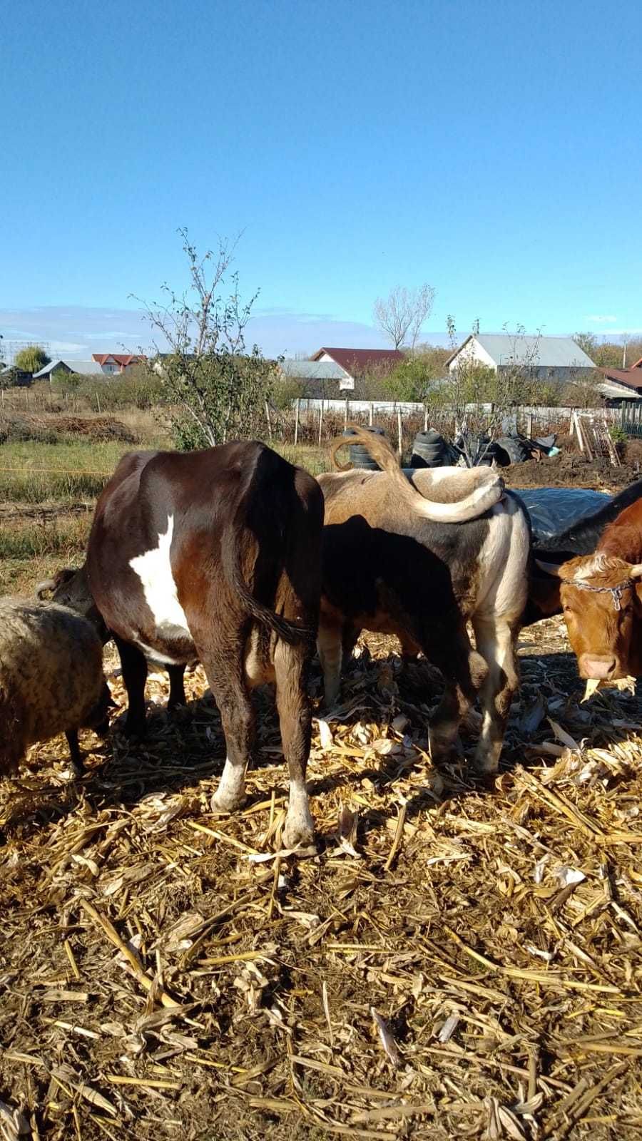 Vând vaci și un taur