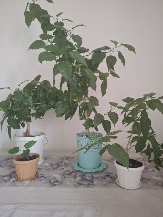 Цветы, Гул сатылады.