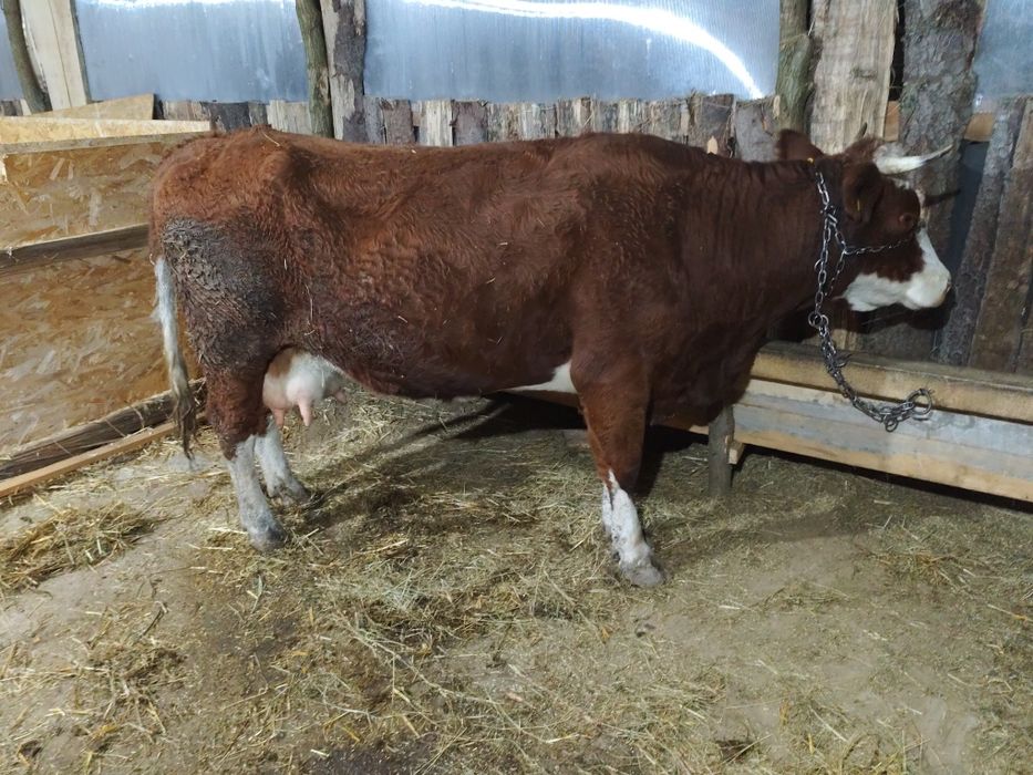 Vacă de vânzare  m