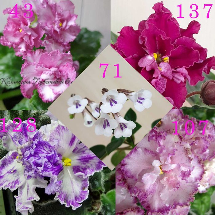 Фиалка (детка) в наборе!!!