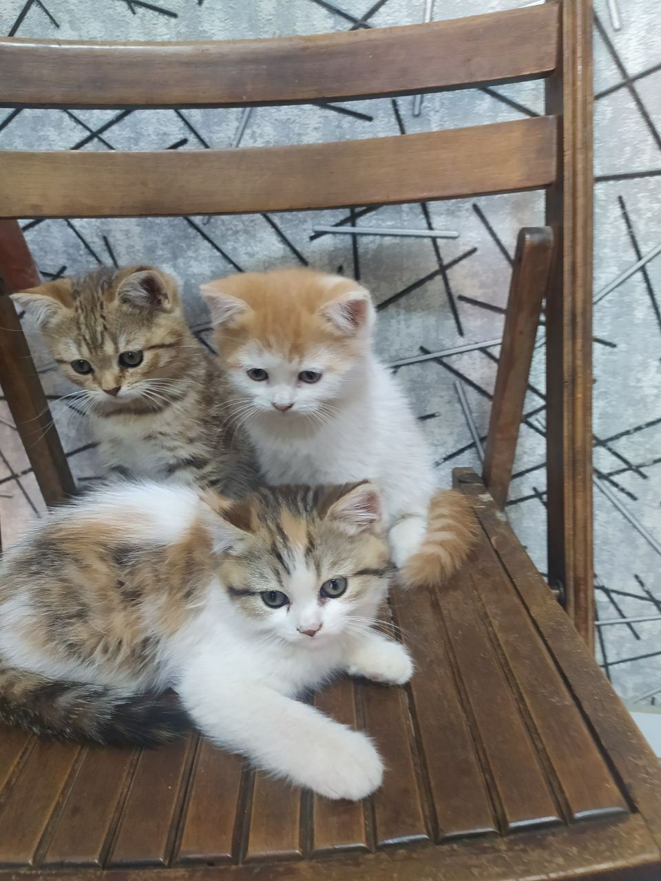 Шотландский страйт