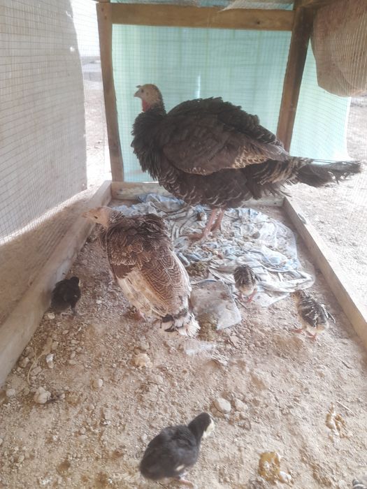 Kurka jojalari bilan