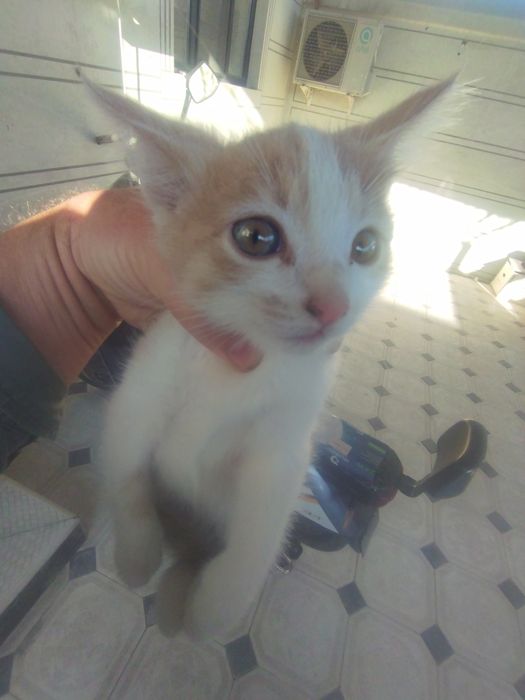 Отдам даром котят