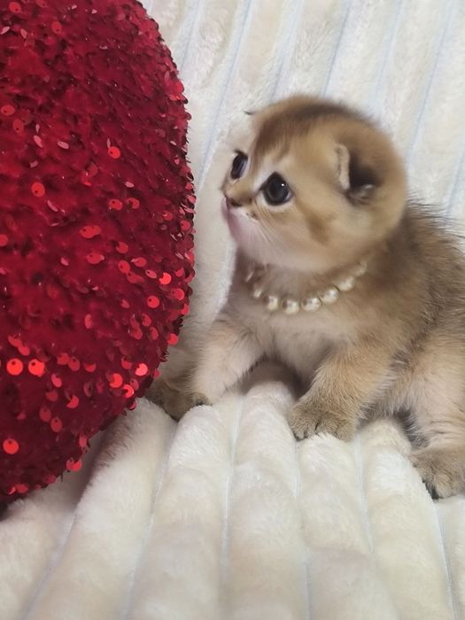 Продается шикарный мальчик, Скоттиш фолд