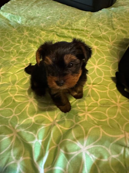 Yorkshire terrier pui