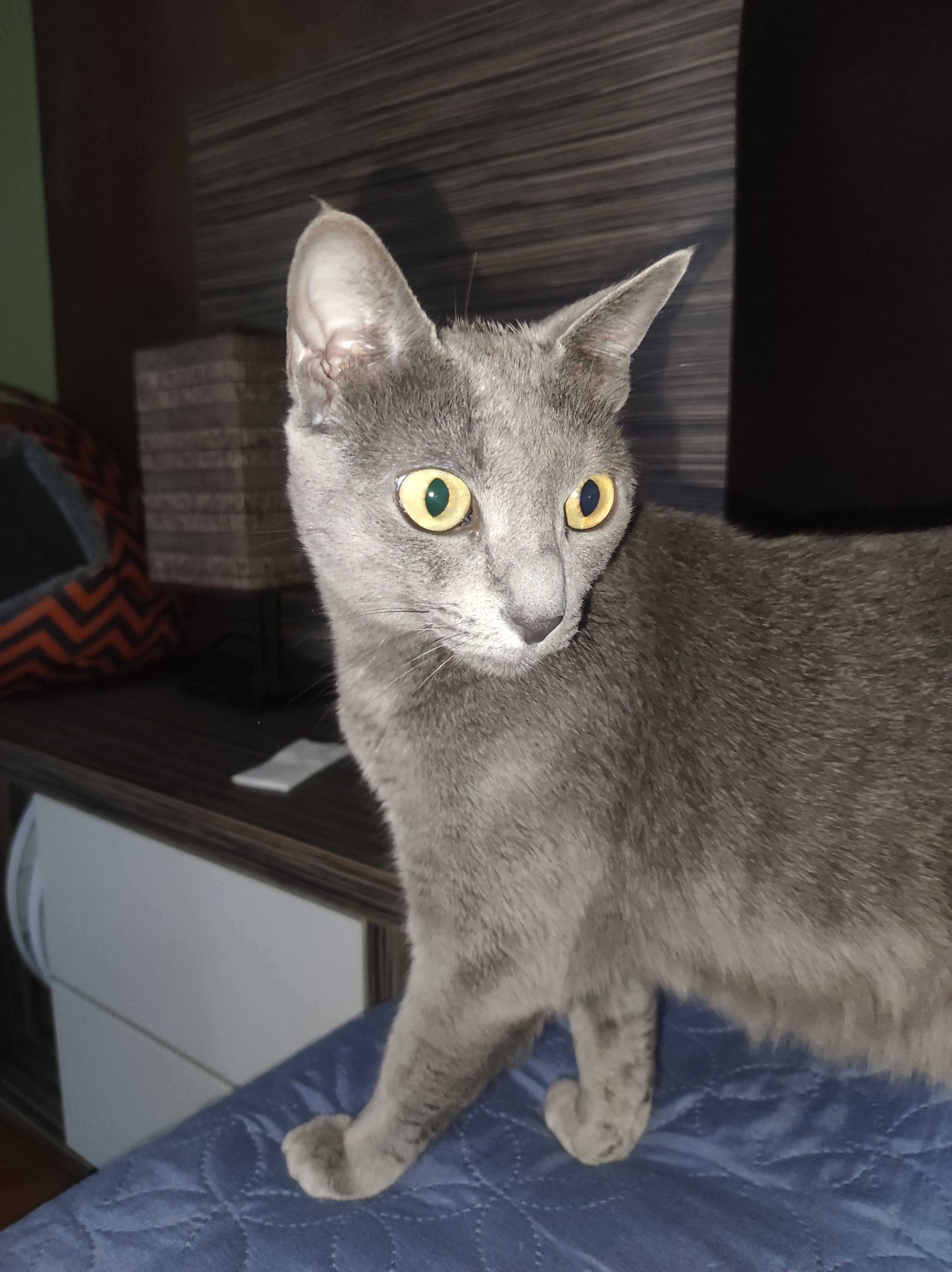 Женска котка "Руска синя"