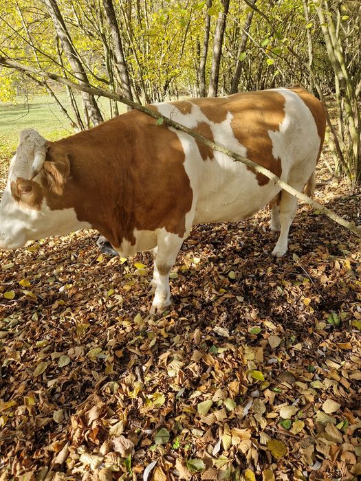 Vind vaca gestanta in virsta de 5 ani!