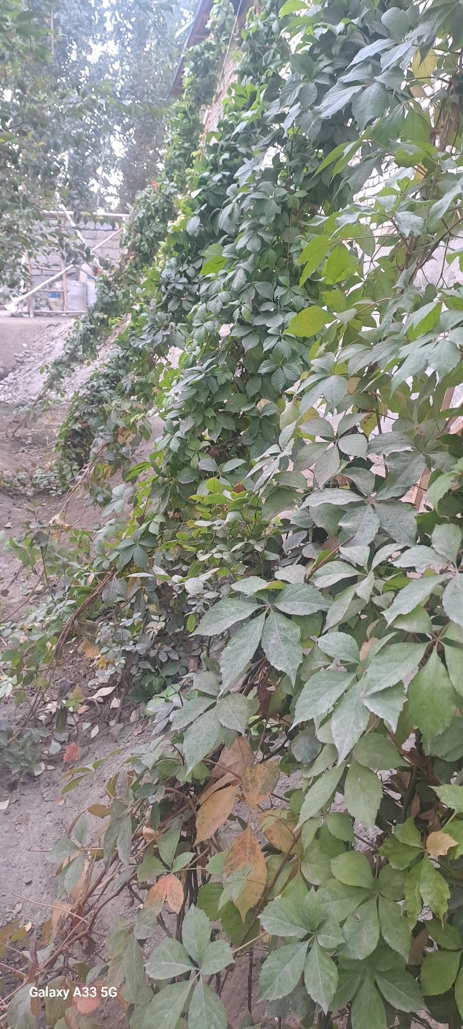 Manzara optom narxlarda