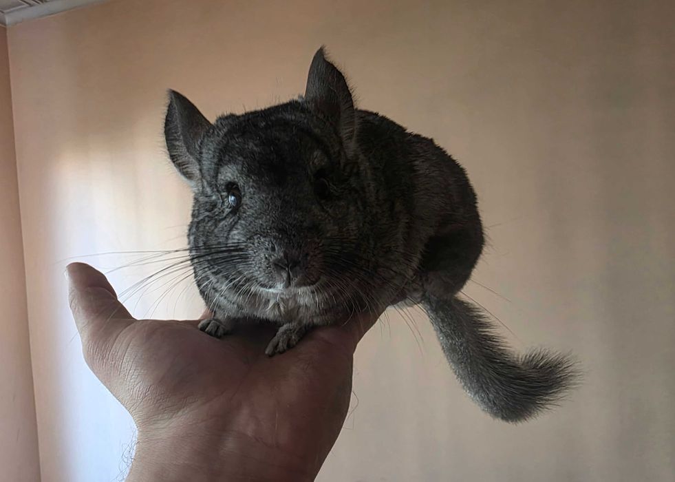 Подарява се чинчила