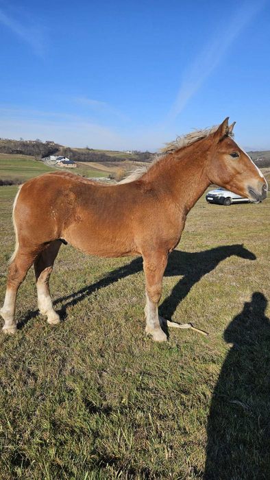 Vând mânz foarte frumos