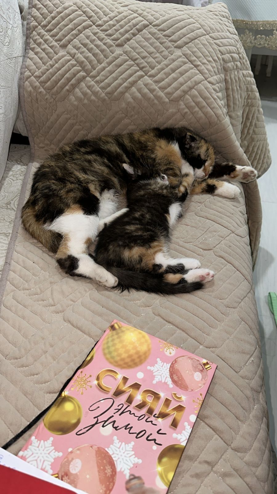 Отдам котят девочки