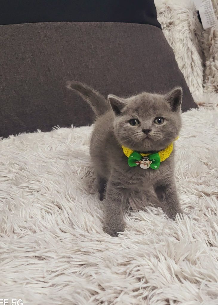 Puiuți British Shorthair blue