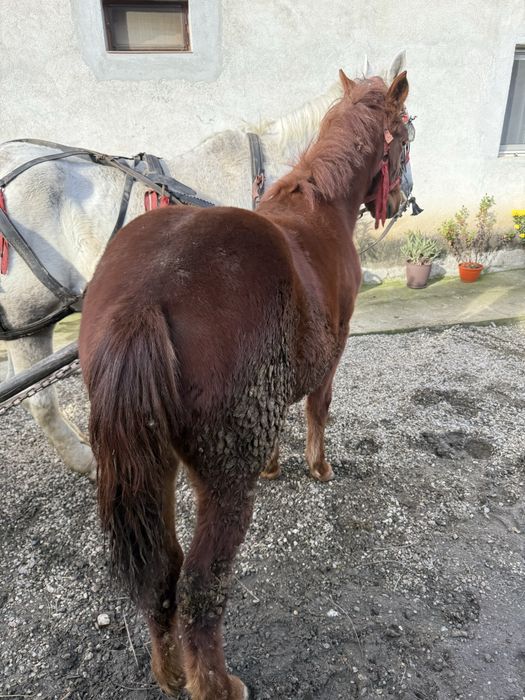 Vand carlana foarte cuminte nu bate nu musca