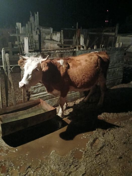 Корова с телёнком | Сиыр бұзауымен бірге сатылады