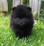 Asigur transport !!! Pui Pomeranian femela cu Pedigree !!!