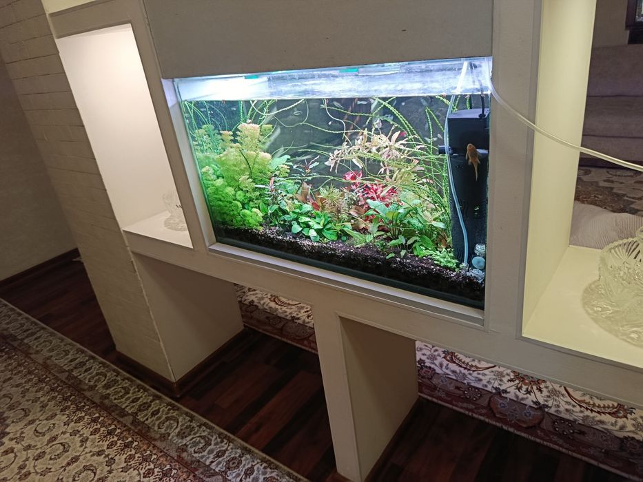 Продам растения в аквариум