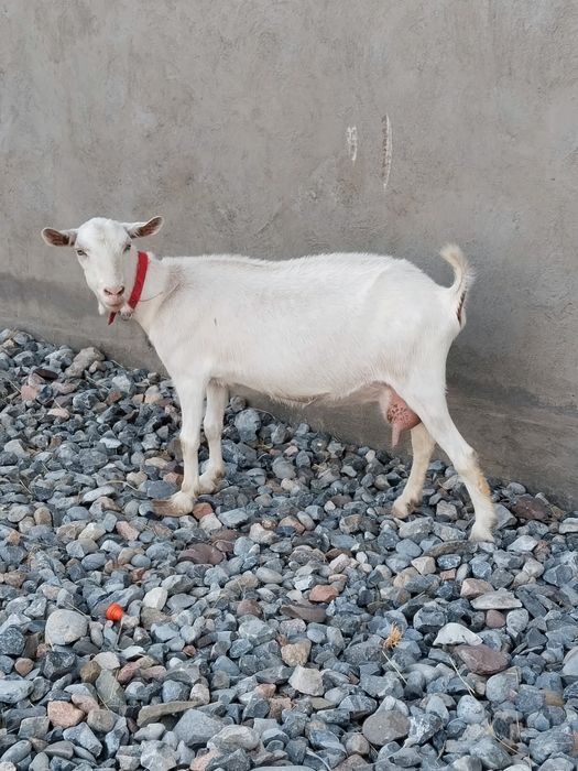 Таза канды заанен ешкі сатылады 2 л сүті бар 3 тұған