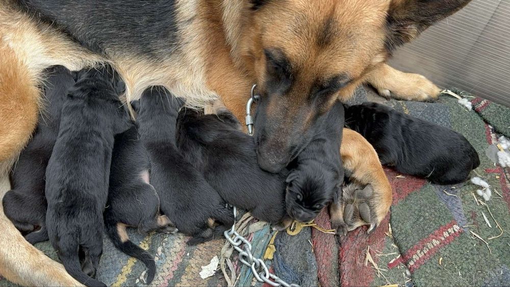 Продавам Немски и белгийски овчарки