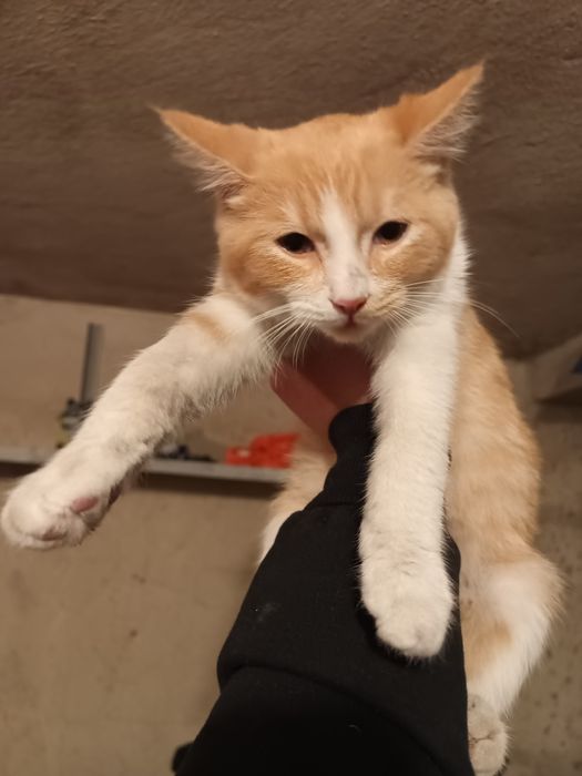 Коте на няколко месеца
