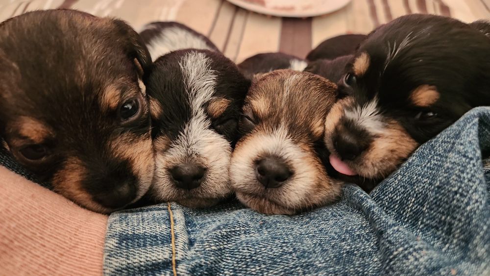 Donez pui cățel talie mica