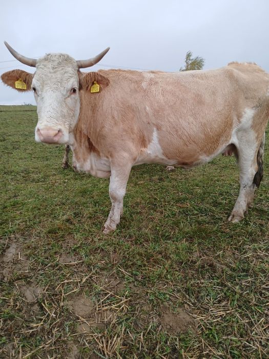 Vand vaca -la alegere