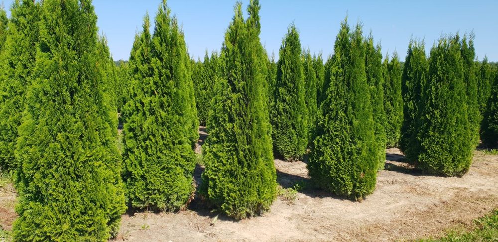 Poze reale 100% tuia (thuja)