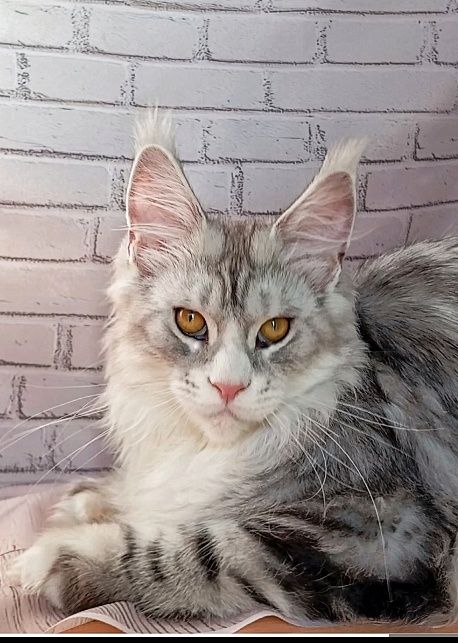 Серебряный принц Марсель. Питомник "Fluffy Tale". Бронирование.