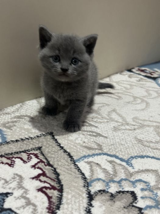 Scotch strayt toza zotli mushuk sotiladi