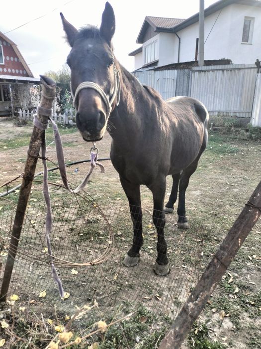 Бәйге айғыр сатылады срочно