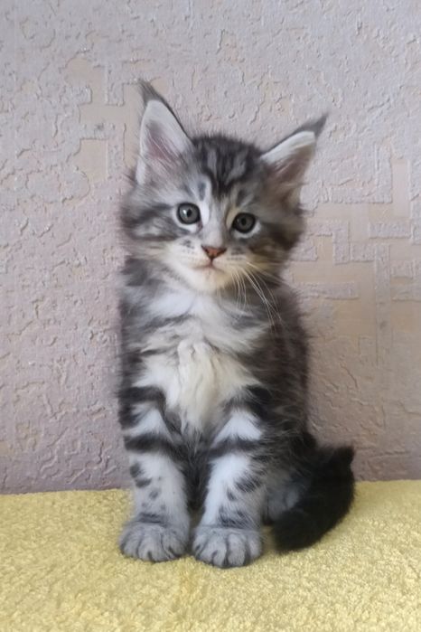 Мейн-кун котята классики и полидакты