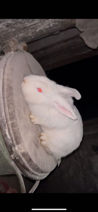 Iepure alb de companie