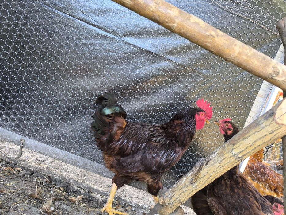 Familie Rhode Island si Cocos Ameraucana