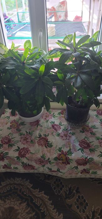 Цветы домашние не дорого