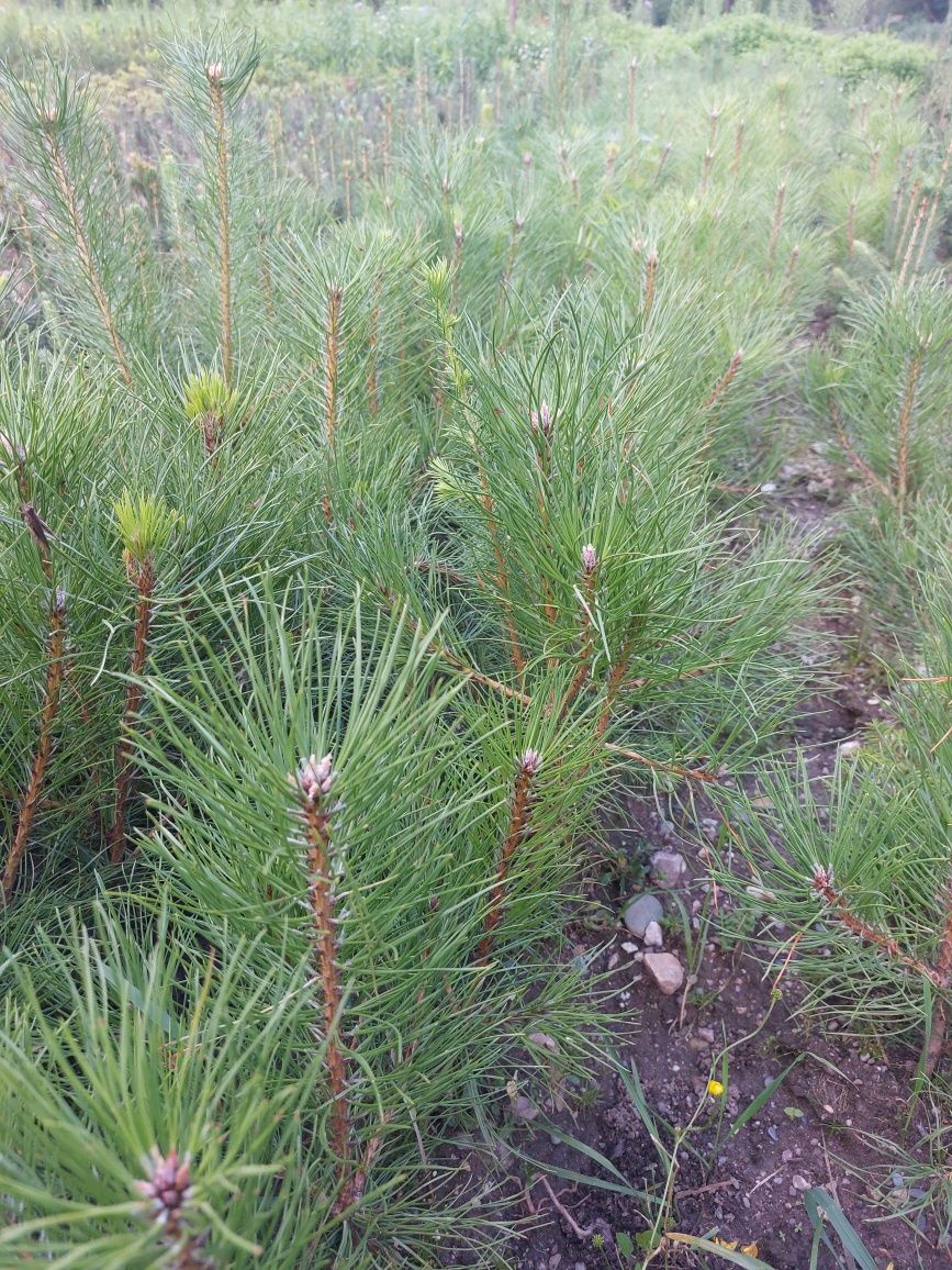 Puieti pin negru- Pinus Nigra austriaca- calitate Premium