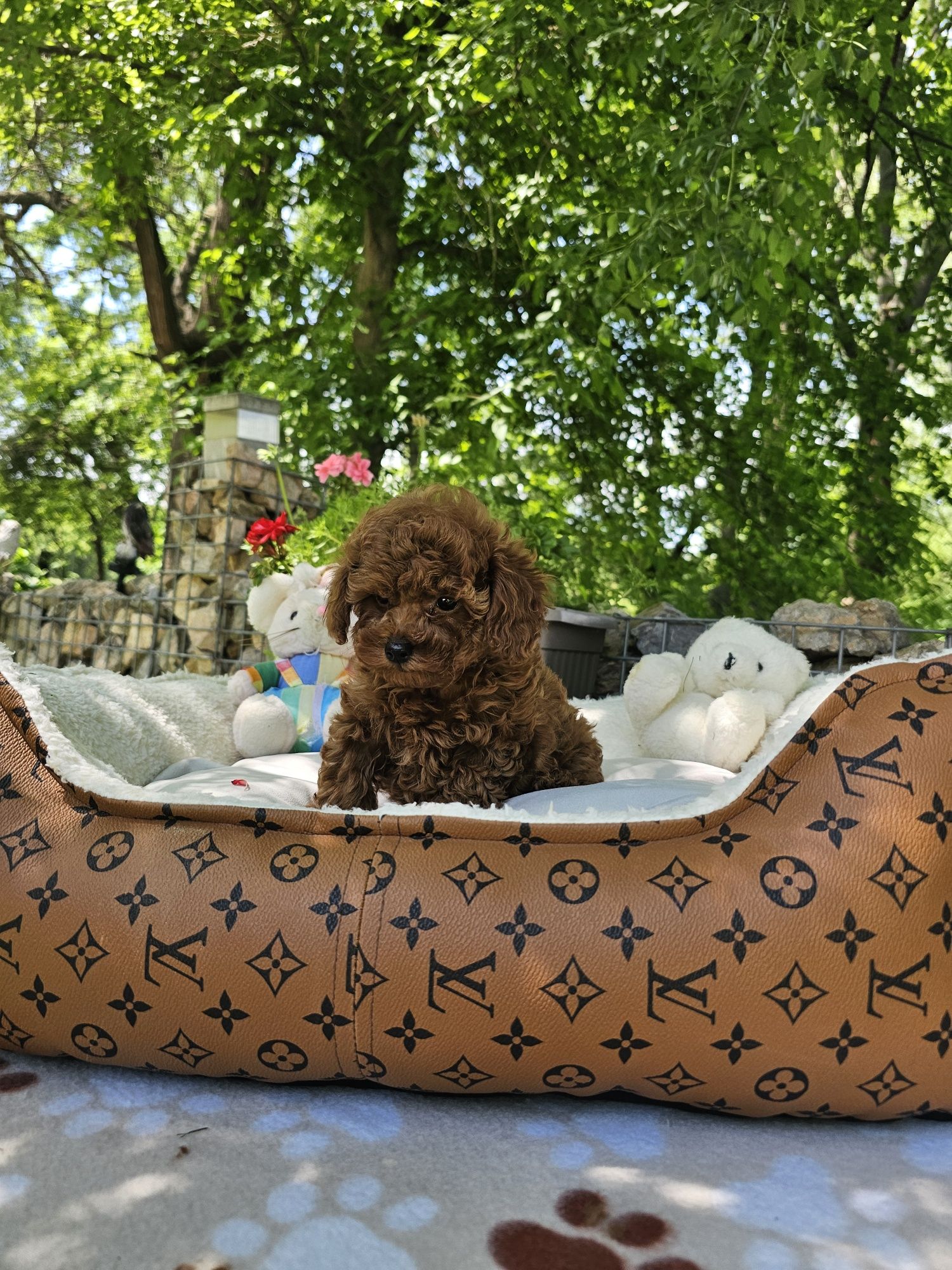Пудел ред априкот [red apricot poodle] БАБХ лицензиран развъдник