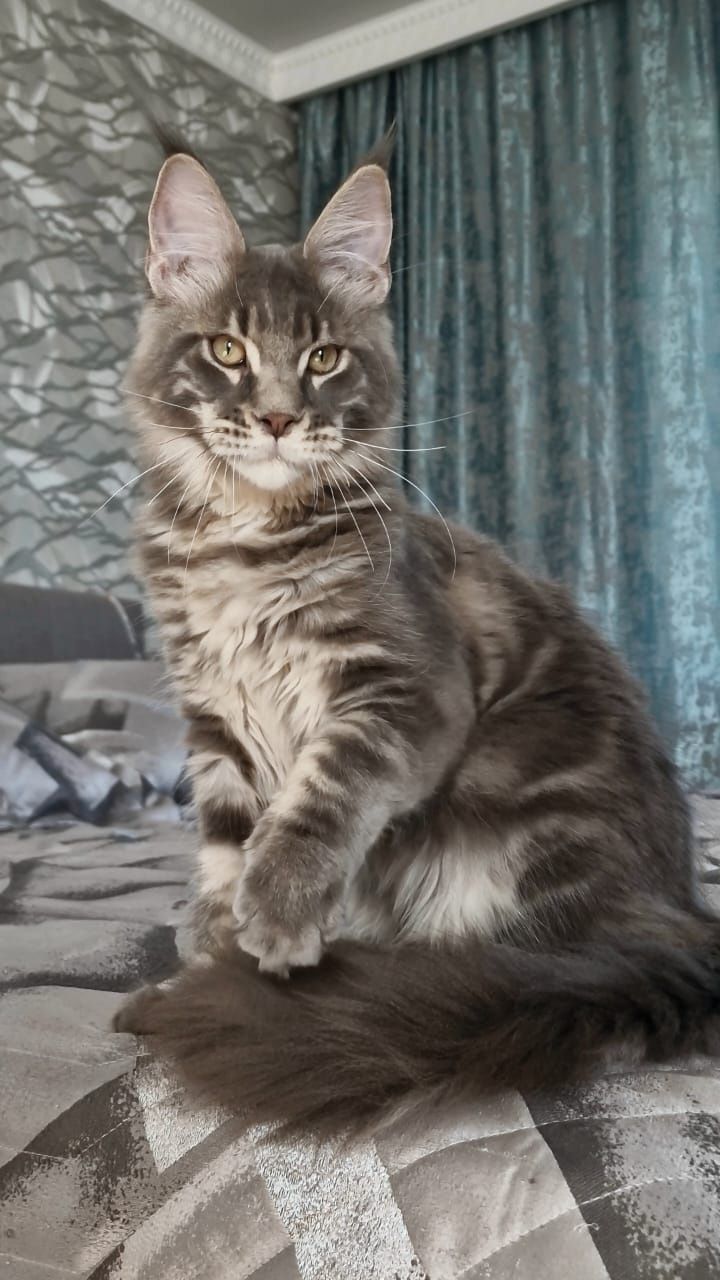 Котёнок Мейн-Кун