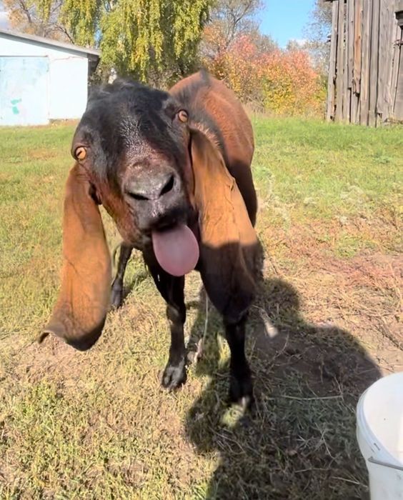 НубоКамори 50/50 козел производитель