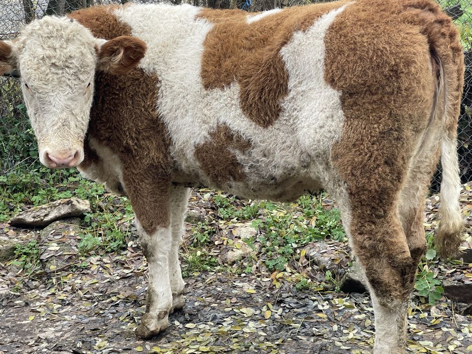 Vand vitea                            .