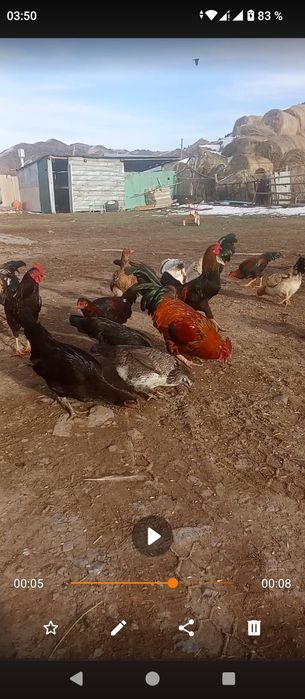 Куры петухи домашний обмен дакан