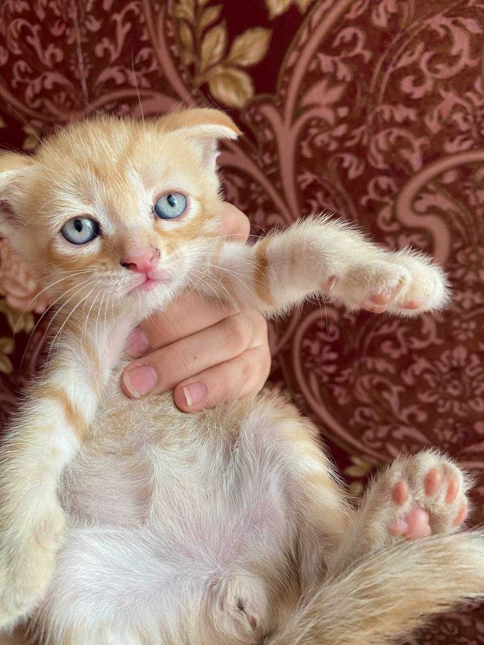 Кошки скотч фолд и страйд