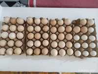Яйца брамы