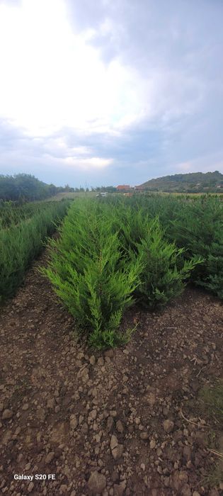 Plante ornamentale