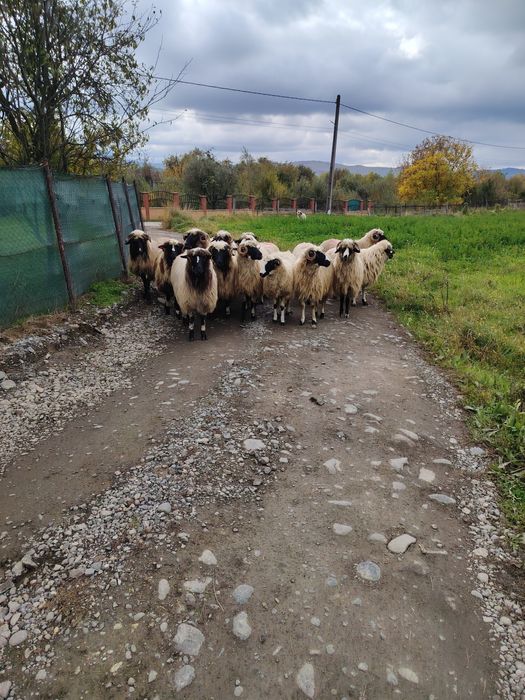 Disponibile 16 bucăți.