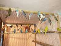 Papagali peruși diferite culori